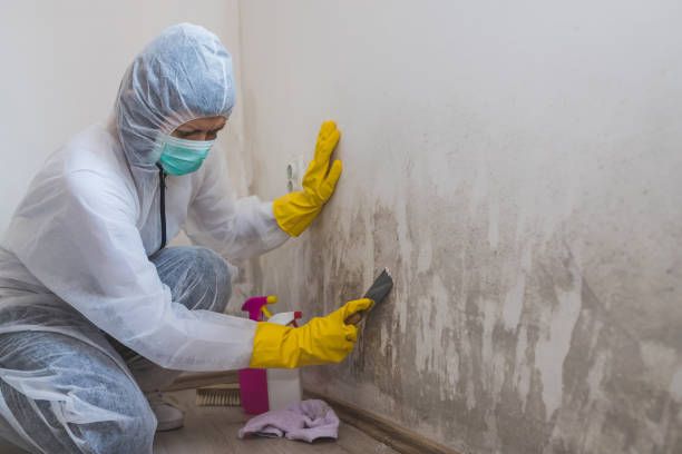Best Mold Removal Process  in Lake Park, GA