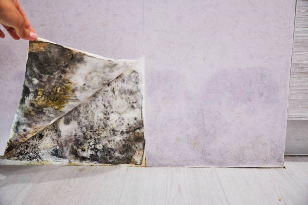 Attic Mold Removal in Lake Park, GA